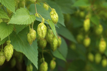 Green hops on a branch