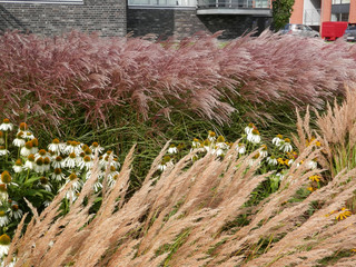 Wind blowing through grasses