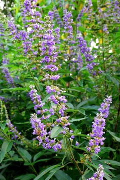 Gattilier ou Vitex agnus castus