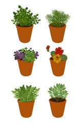 Fototapeta premium Isolated different herbs in a pots: bay leaves, arugula,basil,parsley, dill and nasturtium. Herbs on a white background, vector illustration.