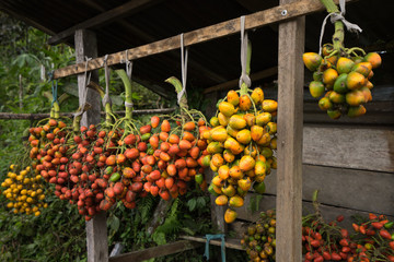 peach palm fruit in Ecuador 
