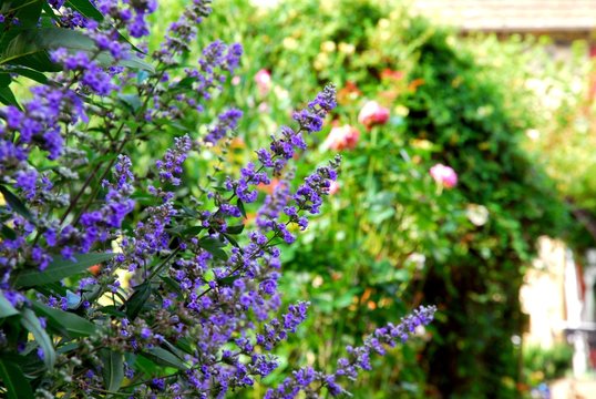 Gattilier ou Vitex agnus castus