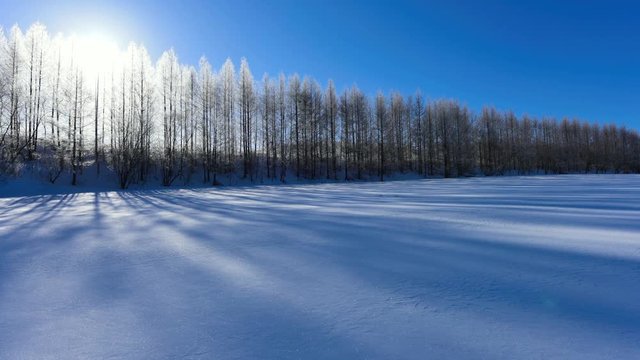 霧氷に覆われた真冬の朝の防風林
