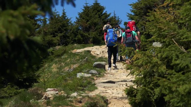 Stone path in the forest with trees and grass around - hikers walk down and up - sunny summer day 