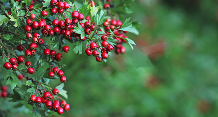 Obraz premium autumn, red hawthorn berries