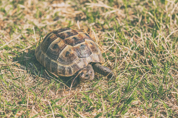 Mediterranean land tortoise