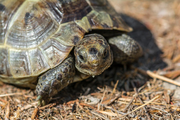 Mediterranean land tortoise