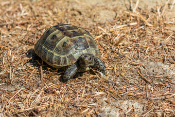 Mediterranean land tortoise