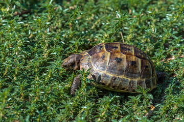 Mediterranean land tortoise