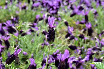 フレンチラベンダー