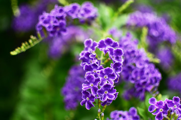 ジュランタタカラヅカ