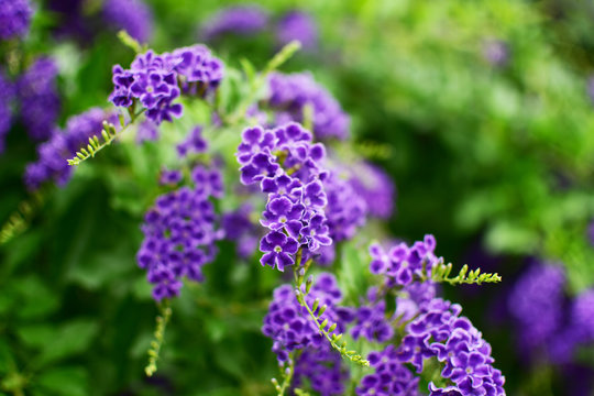 ジュランタ Images Browse 10 Stock Photos Vectors And Video Adobe Stock ジュランタ Images Browse 10 Stock Photos Vectors And Video Adobe Stock