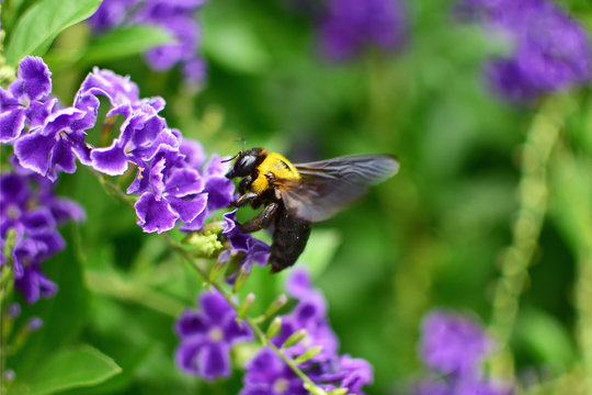 ジュランタ Images Browse 10 Stock Photos Vectors And Video Adobe Stock ジュランタ Images Browse 10 Stock Photos Vectors And Video Adobe Stock