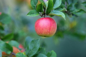 red apple hanging from a tree