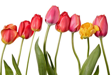 Row of beautiful colorful tulip isolated on a white background