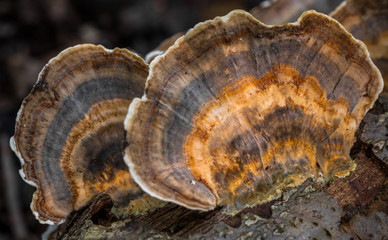 Pilze an einem Baumstamm