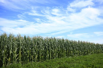 The corn in the field