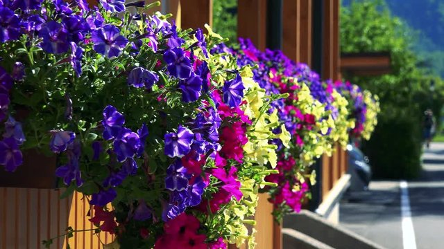 Detail of flowers in flower boxes by house next to the sidewalk 