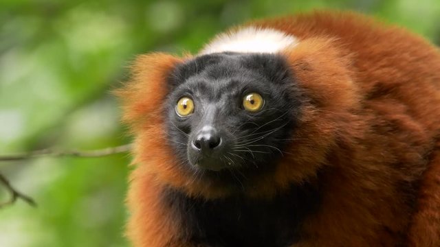 Red ruffed lemur (Varecia rubra)