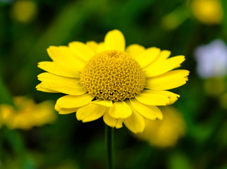 Chamomile flower. Daisy. Macro
