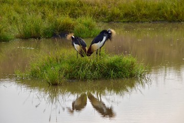 アフリカのツル