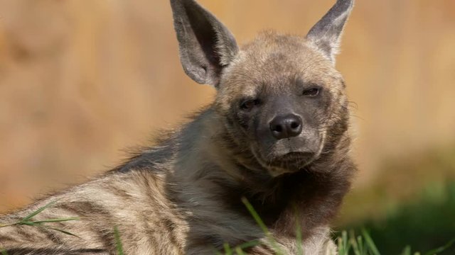 Striped hyena 