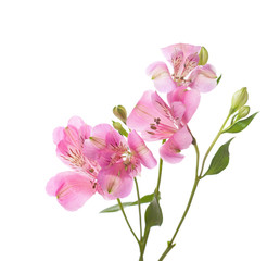 Pink flowers  of Alstroemeria isolated on white background.