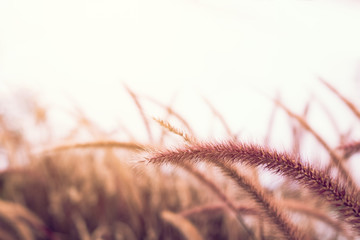 Nature grassland at outdoors with vintage tone.
