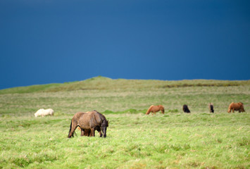 Fototapeta premium Herd of icelandic wild horses grazing in the fresh green pasture in the countryside of Southern Iceland