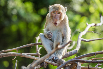 Long-tailed macaque monkey cleaning mouth and teeth at Khao Nor Mountain, Nakhon Sawan, Thailand