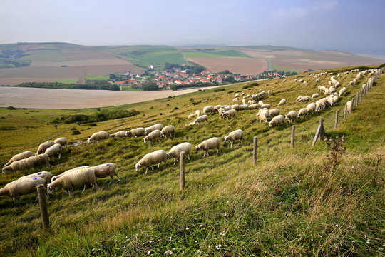 Flock of sheep with Escalles village and colorful surrounding fields in the background, Cap Blanc Nez, Cote d'Opale, Pas de Calais, Hauts de France, France
