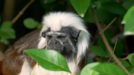 Cotton-top tamarin (Saguinus oedipus)