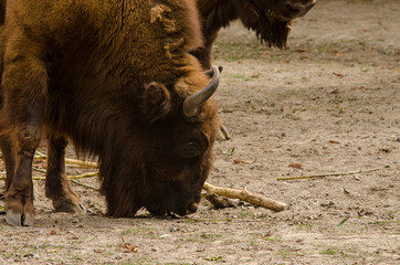 European bison