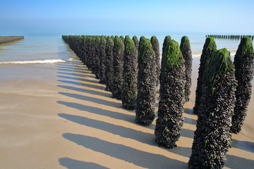 Fototapeta Mussels cultivated on poles (bouchots) on the beach near Cap Gris Nez, Cote d'Opale, Pas de Calais, Hauts de France, France obraz