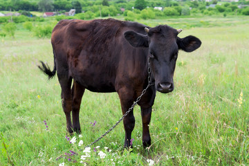 Fototapeta premium Young calf on a leash outdoors closeup