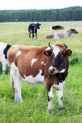 Naklejka na ściany i meble Brown and white ox with horns on a summer pasture