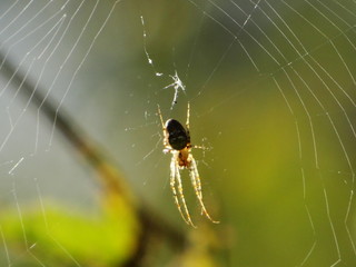Im Netz