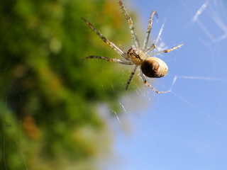 Im Netz