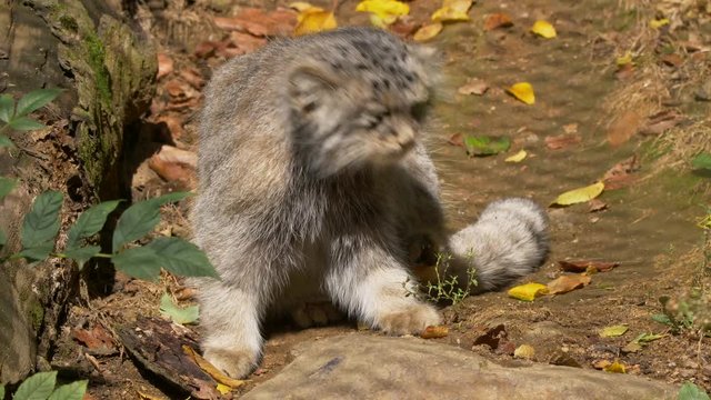 Pallas's cat (Otocolobus manul)