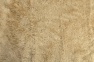 lambswool on live lamb