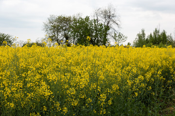 Obraz premium Fields of rapeseed oil