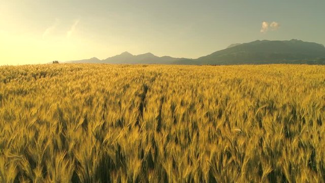 SLOW MOTION CLOSE UP: Golden wheat field swinging in light summer breeze on gorgeous sunny evening in Slovenia. Yellow wheat field under mountain swaying in the wind in beautiful countryside at dawn