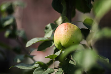 яблоко на ветке яблони