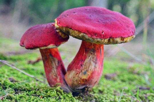 Xerocomellus dryophilus mushroom