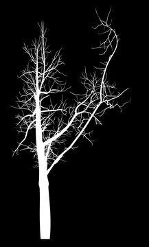 white bare tree with large branch silhouette on black