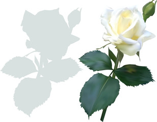 isolated white rose flower and shadow