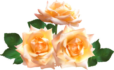 isolated three light cream rose blooms