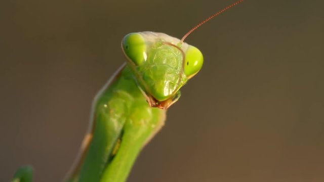 Praying mantis (Mantis religiosa) hygiene