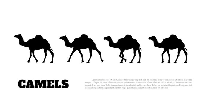 Detailed black silhouette of camel caravan on white background. African animals
