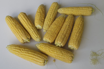 Vegan food. Ripe Corn Cob, isolated on White Background